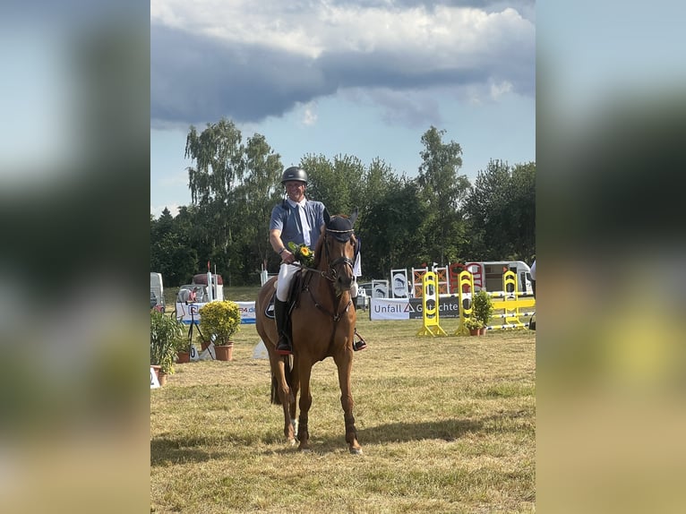 Caballo de Holstein Yegua 11 años 167 cm Alazán in EllerhoopEllerhoop
