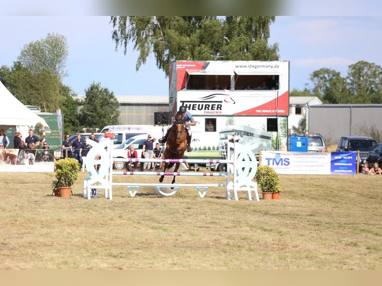 Caballo de Holstein Yegua 11 años 167 cm Alazán in EllerhoopEllerhoop