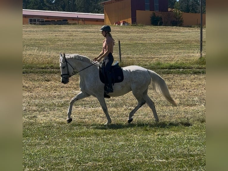 Caballo de Holstein Yegua 11 años 168 cm Tordo in Kirchenthumbach