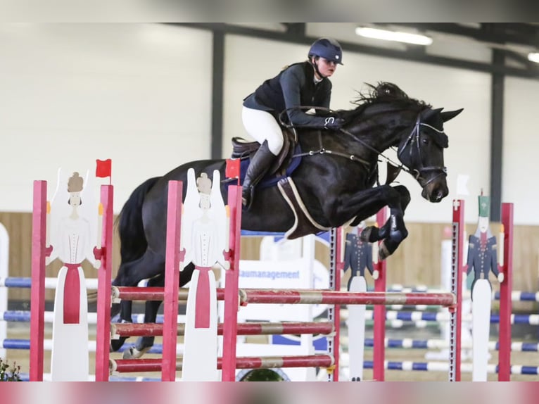 Caballo de Holstein Yegua 11 años 170 cm Negro in Sangerhausen