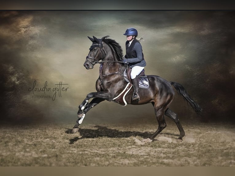 Caballo de Holstein Yegua 11 años 170 cm Negro in Sangerhausen