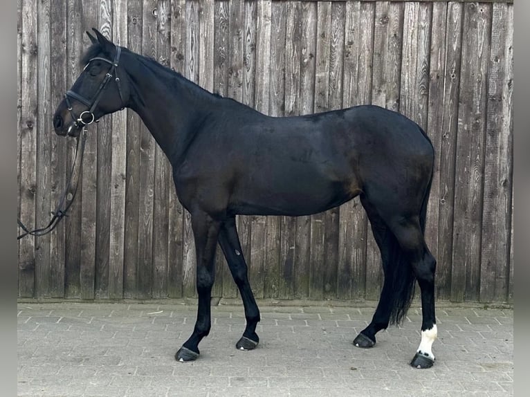 Caballo de Holstein Yegua 11 años 170 cm Negro in Sangerhausen