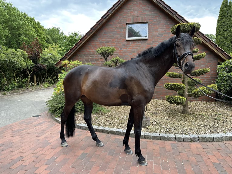 Caballo de Holstein Yegua 11 años 172 cm Castaño oscuro in Neunkirchen