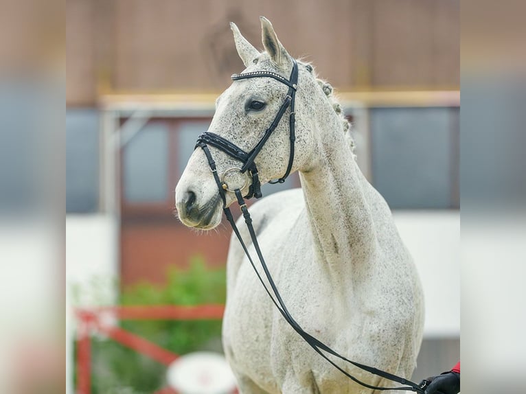 Caballo de Holstein Yegua 11 años Tordo in Münster-Handorf