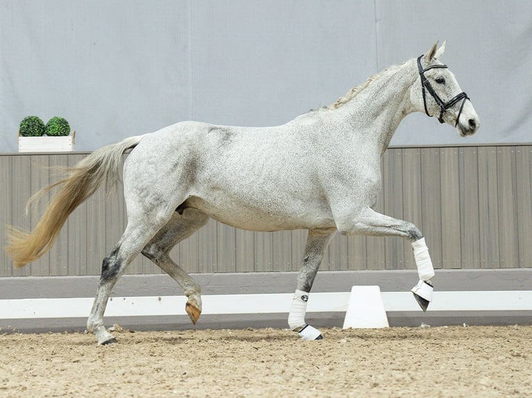 Caballo de Holstein Yegua 11 años Tordo in Münster-Handorf