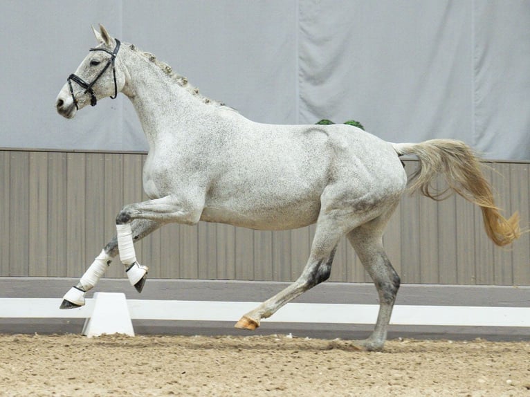 Caballo de Holstein Yegua 11 años Tordo in Münster-Handorf