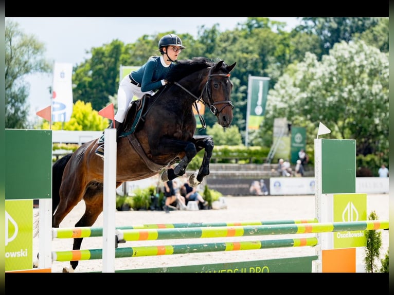 Caballo de Holstein Yegua 12 años 166 cm Castaño oscuro in Pobiedziska