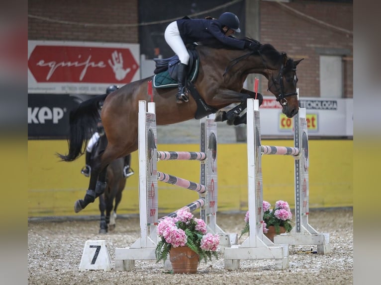 Caballo de Holstein Yegua 12 años 167 cm Castaño in Bologna