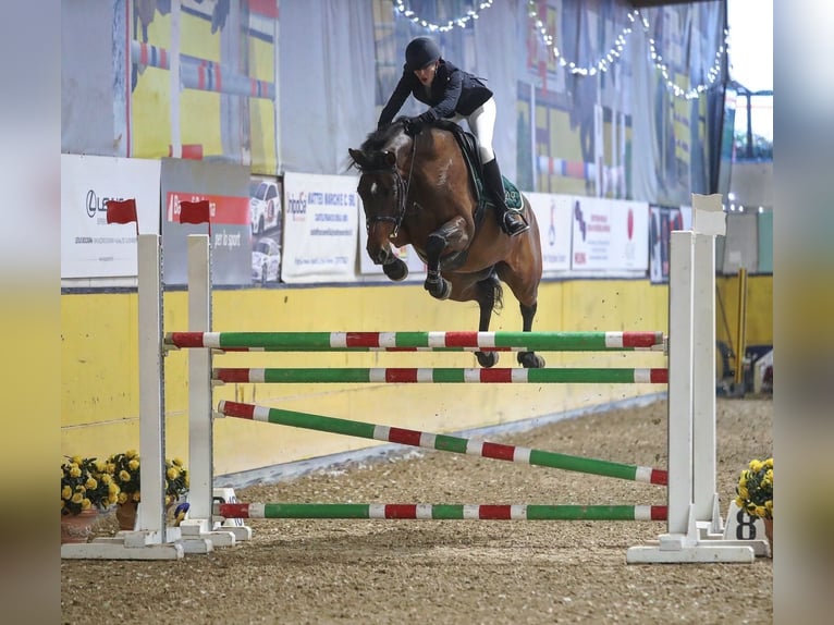 Caballo de Holstein Yegua 12 años 167 cm Castaño in Bologna