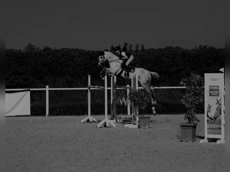Caballo de Holstein Yegua 12 años 168 cm Musgo in Laupheim