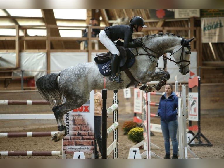 Caballo de Holstein Yegua 12 años 168 cm Musgo in Laupheim