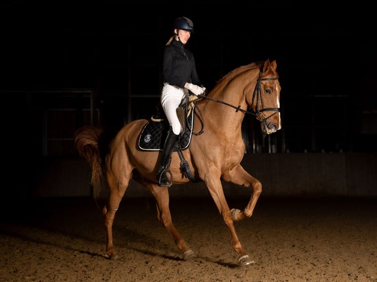 Caballo de Holstein Yegua 12 años 172 cm Alazán in Kammeltal