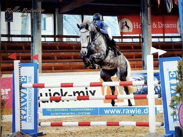 Caballo de Holstein Yegua 12 años 172 cm Tordo in Lohne (Oldenburg)