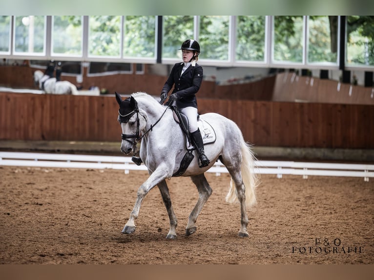 Caballo de Holstein Yegua 12 años 172 cm Tordo in Lohne (Oldenburg)