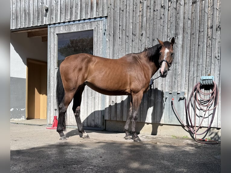 Caballo de Holstein Yegua 12 años 173 cm Castaño in Kaufbeuren