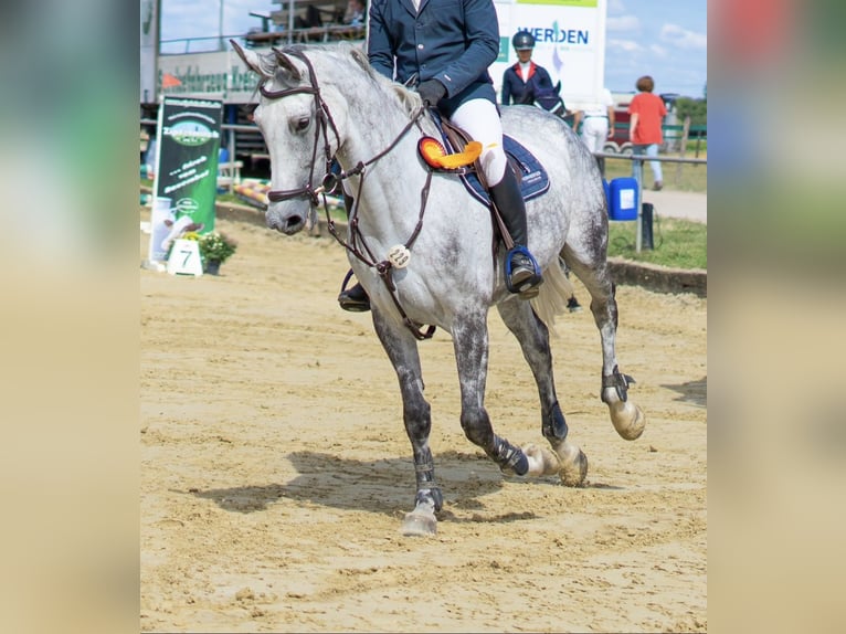Caballo de Holstein Yegua 12 años 173 cm Tordo picazo in Waldfeucht