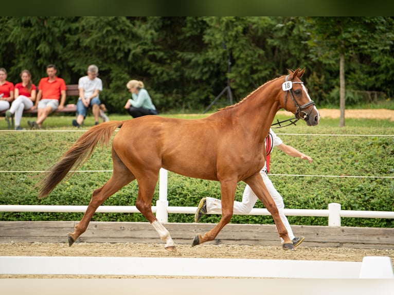 Caballo de Holstein Yegua 13 años 162 cm Alazán in Ligist