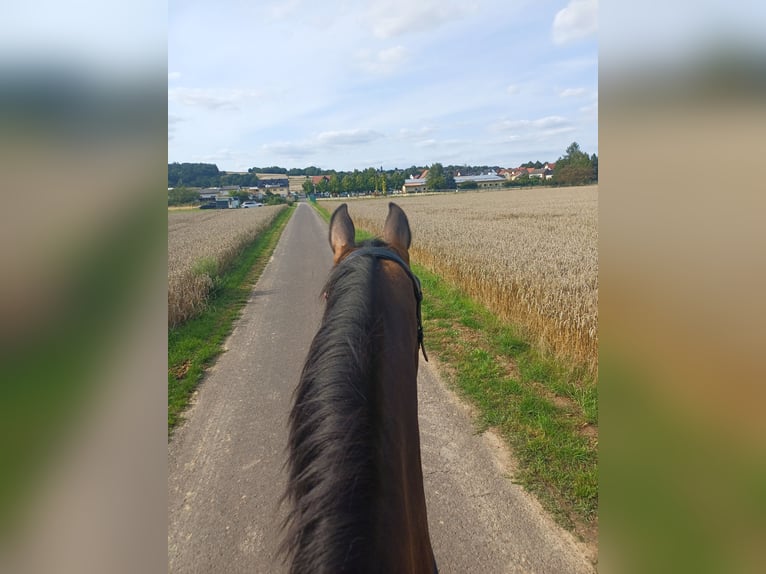 Caballo de Holstein Yegua 13 años 162 cm Castaño in Löhnberg