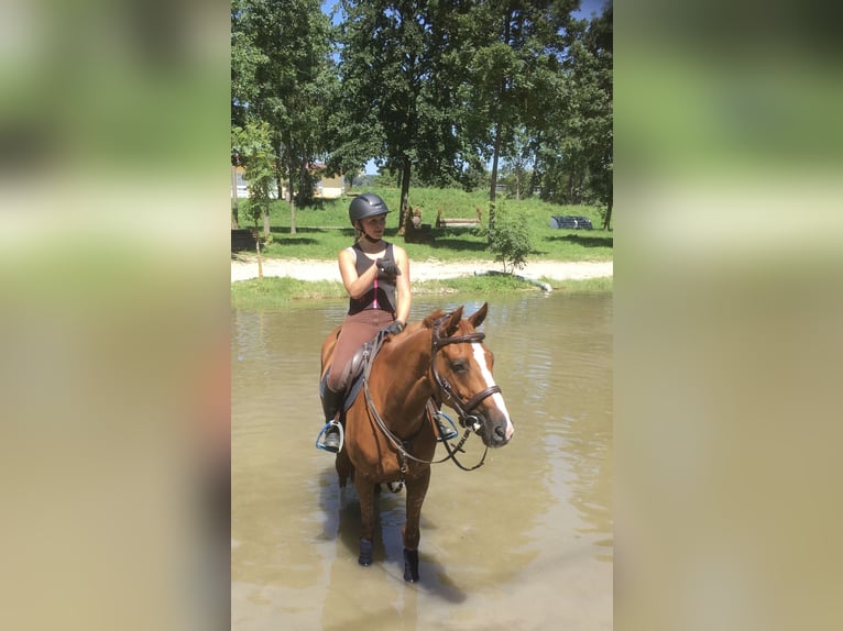 Caballo de Holstein Yegua 13 años 163 cm Alazán in Ligist