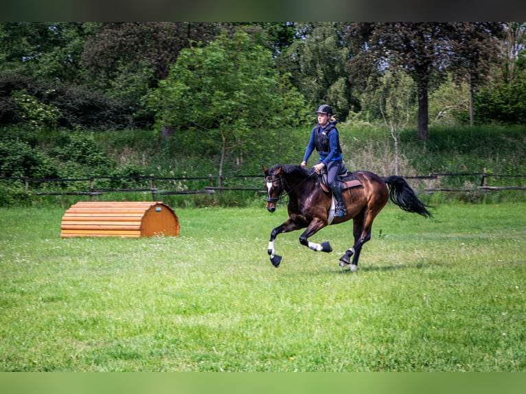 Caballo de Holstein Yegua 13 años 164 cm Castaño oscuro in Hamburg