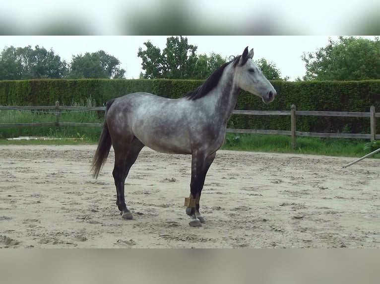 Caballo de Holstein Yegua 13 años 164 cm Tordo in oppuurs