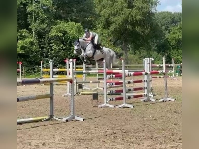 Caballo de Holstein Yegua 13 años 164 cm Tordo in oppuurs