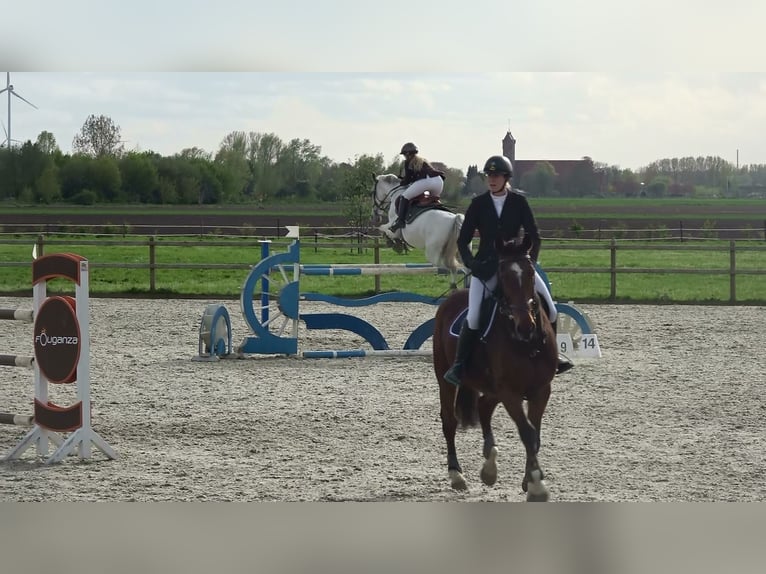 Caballo de Holstein Yegua 13 años 164 cm Tordo in Oppuurs