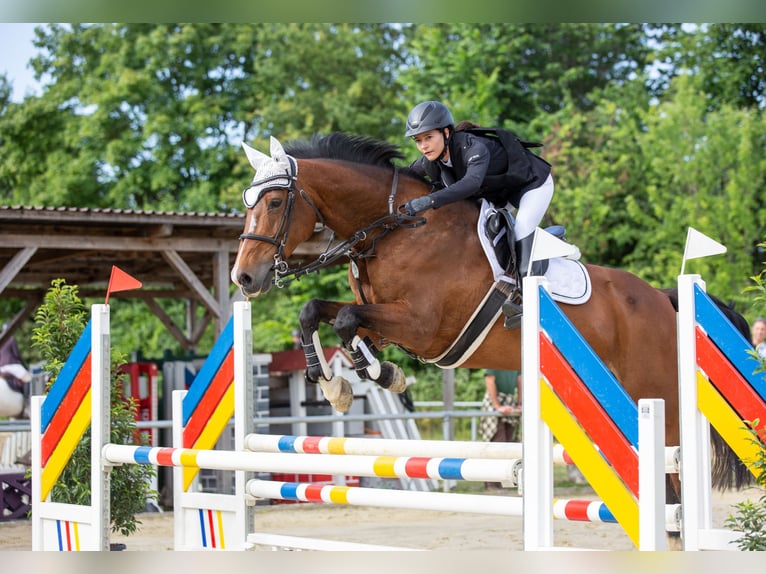 Caballo de Holstein Yegua 13 años 167 cm Castaño in Königsbach-Stein