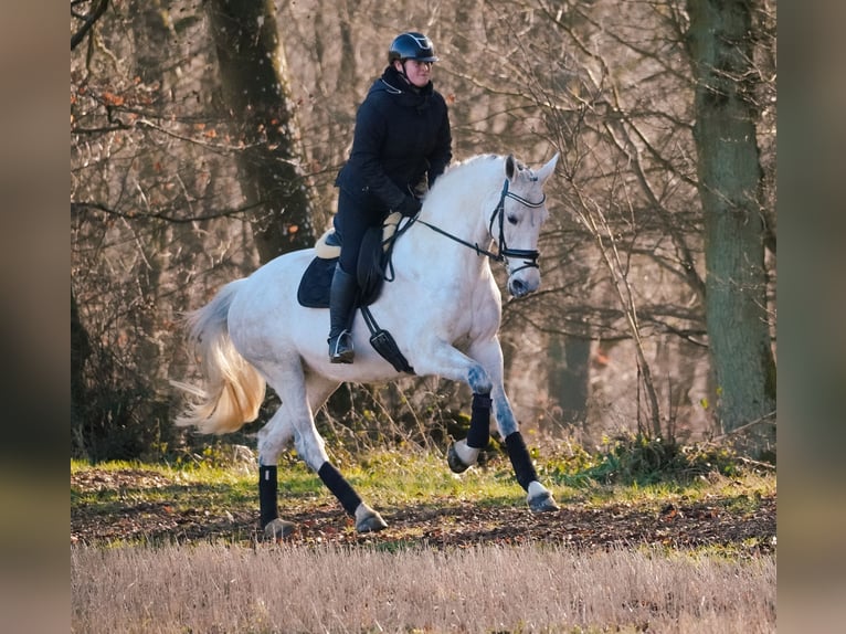 Caballo de Holstein Yegua 13 años 168 cm Tordo in Nettersheim