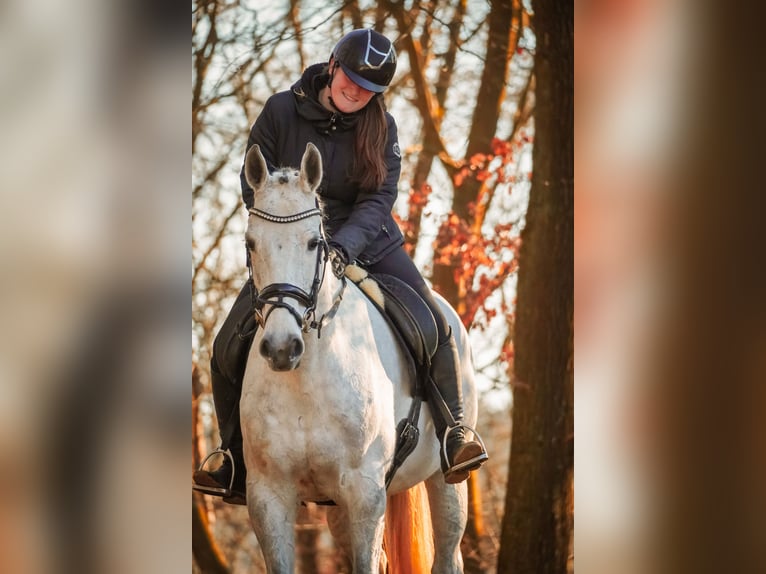 Caballo de Holstein Yegua 13 años 168 cm Tordo in Nettersheim