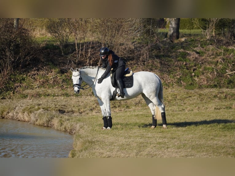 Caballo de Holstein Yegua 13 años 168 cm Tordo in Nettersheim