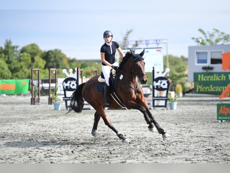 Caballo de Holstein Yegua 13 años 170 cm Castaño oscuro in Münchendorf