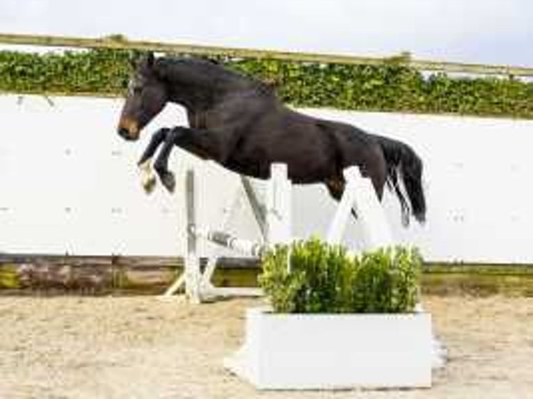 Caballo de Holstein Yegua 13 años 171 cm Castaño oscuro in Waddinxveen