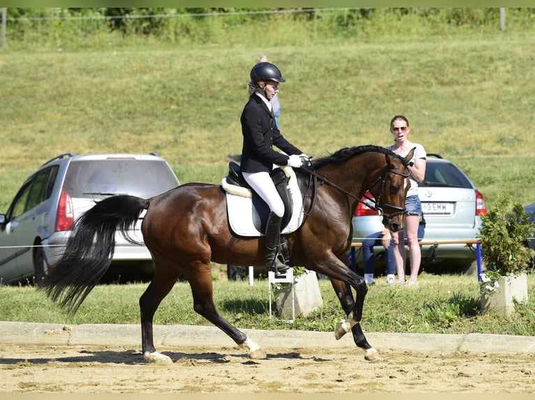 Caballo de Holstein Yegua 14 años 160 cm Castaño in Puch bei Weiz