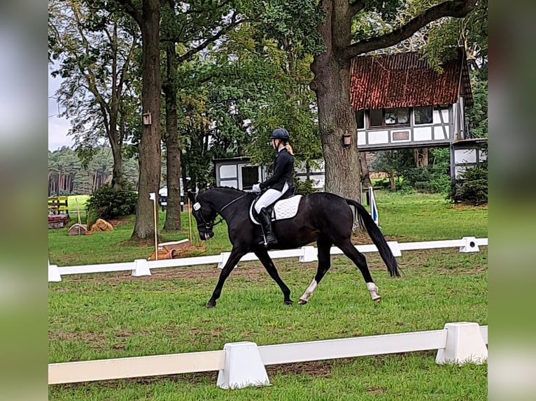 Caballo de Holstein Yegua 14 años 162 cm Castaño oscuro in Lemgow