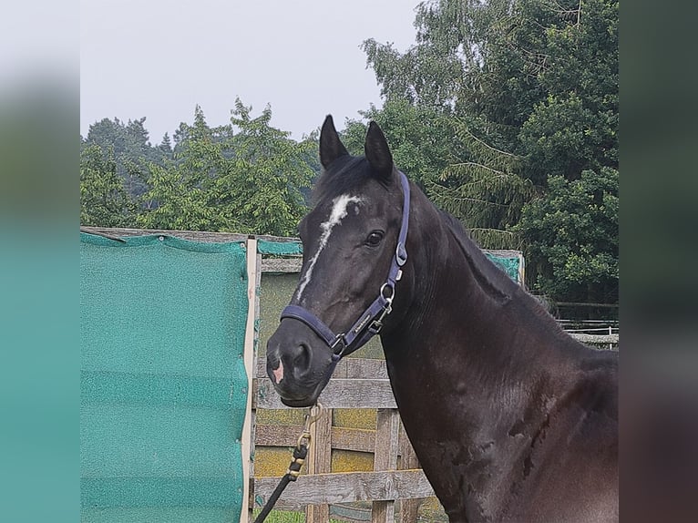 Caballo de Holstein Yegua 14 años 162 cm Negro in Arberg