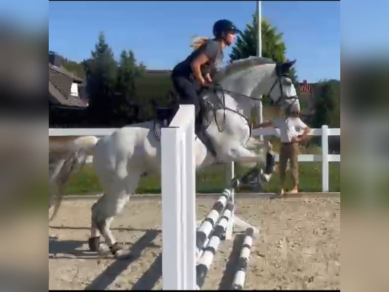 Caballo de Holstein Yegua 14 años 163 cm Tordo in Brietlingen