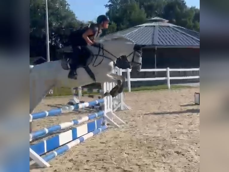 Caballo de Holstein Yegua 14 años 163 cm Tordo in Brietlingen