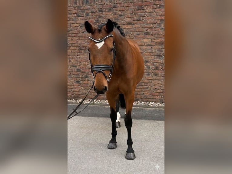 Caballo de Holstein Yegua 14 años 165 cm Castaño in Niederkassel