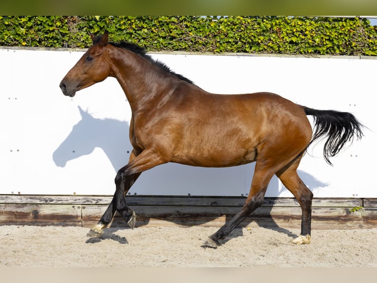 Caballo de Holstein Yegua 14 años 165 cm Castaño in Waddinxveen