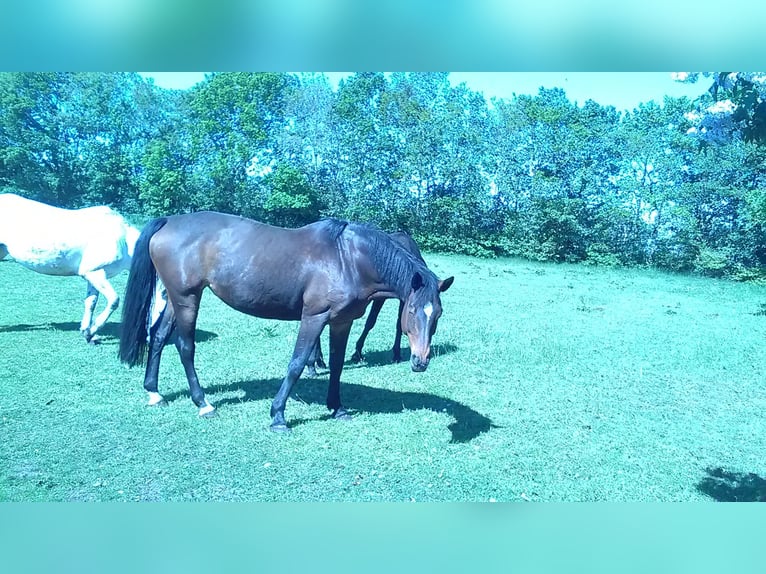 Caballo de Holstein Yegua 14 años 168 cm Castaño in tingev