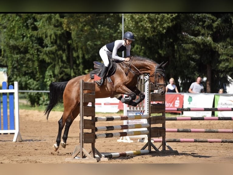 Caballo de Holstein Yegua 14 años 168 cm Castaño in Coburg