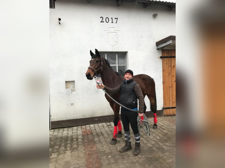 Caballo de Holstein Yegua 14 años 168 cm Castaño oscuro in Blizanów