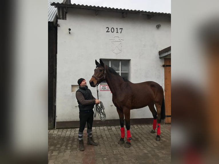 Caballo de Holstein Yegua 14 años 168 cm Castaño oscuro in Blizanów