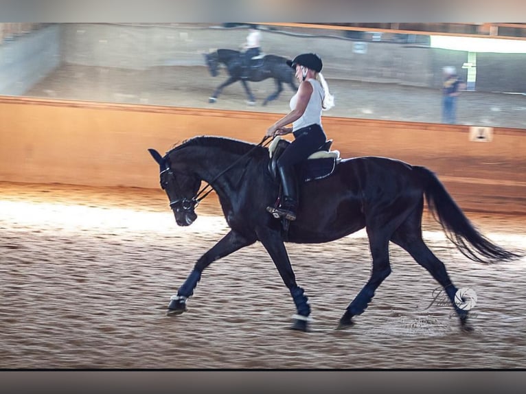 Caballo de Holstein Yegua 14 años 168 cm Negro in Aying