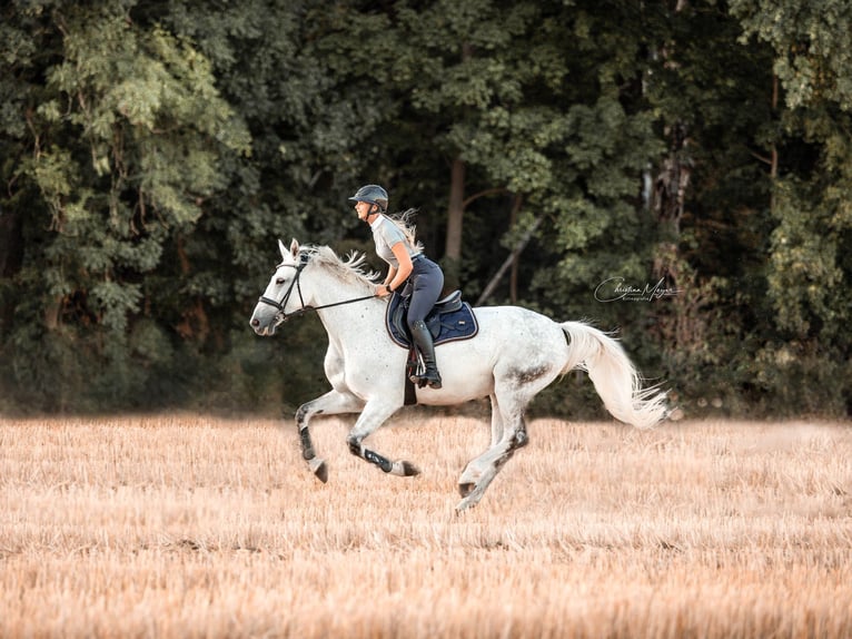 Caballo de Holstein Yegua 14 años 173 cm Tordo in Ratingen