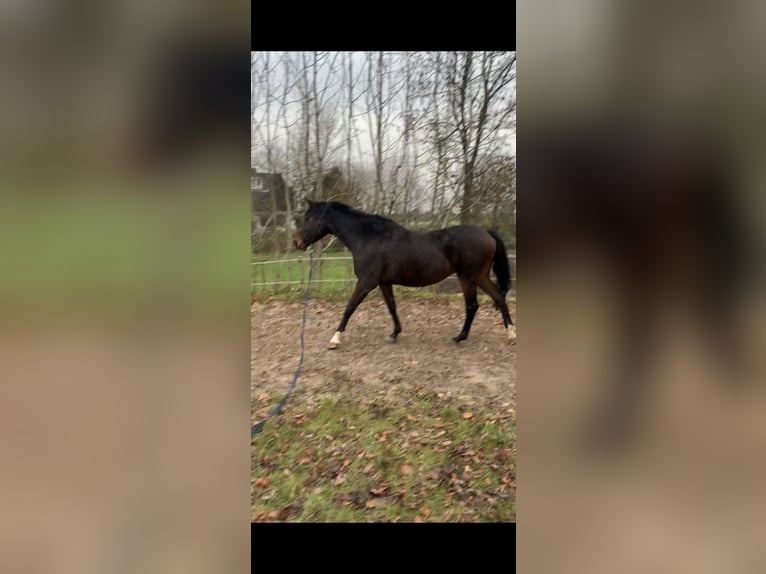 Caballo de Holstein Yegua 14 años 174 cm Castaño in Kiel