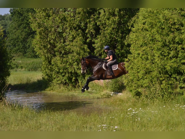 Caballo de Holstein Yegua 14 años 175 cm Castaño oscuro in Wedemark