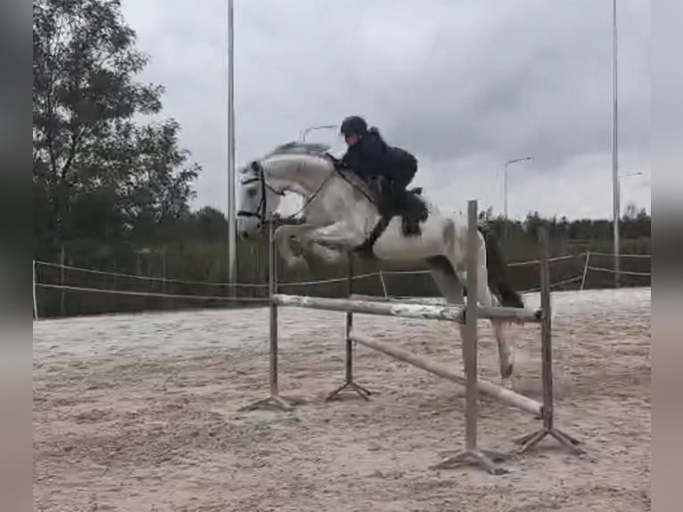 Caballo de Holstein Yegua 14 años 180 cm Tordo picazo in Dawidy