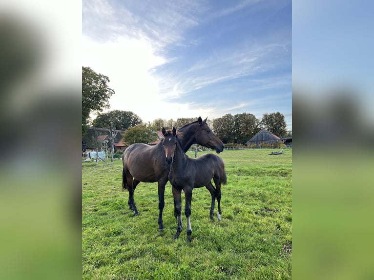 Caballo de Holstein Yegua 14 años Castaño in Westerstede